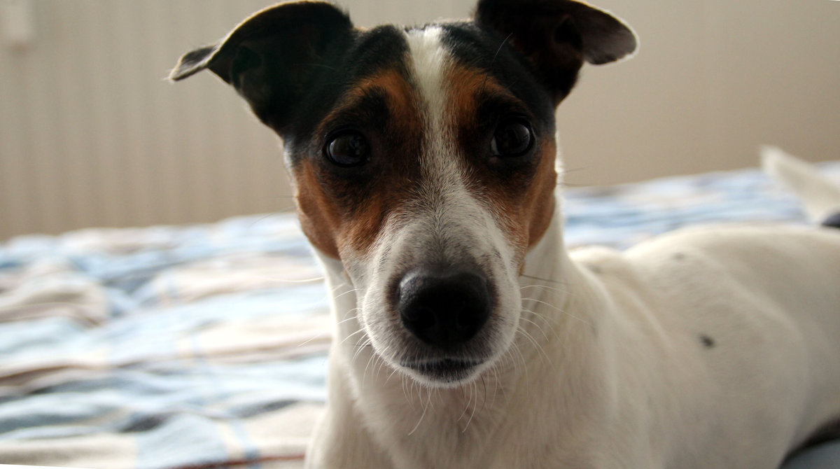Ein Jack Russell Terrier. Foto 16.03.16