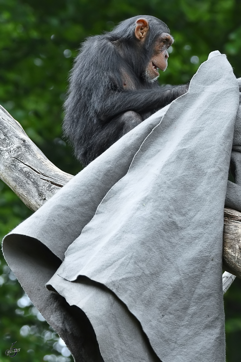 Ein junge Schimpanse untersucht den feinen Zwirn. (Zoo Aalborg, Juni 2018)