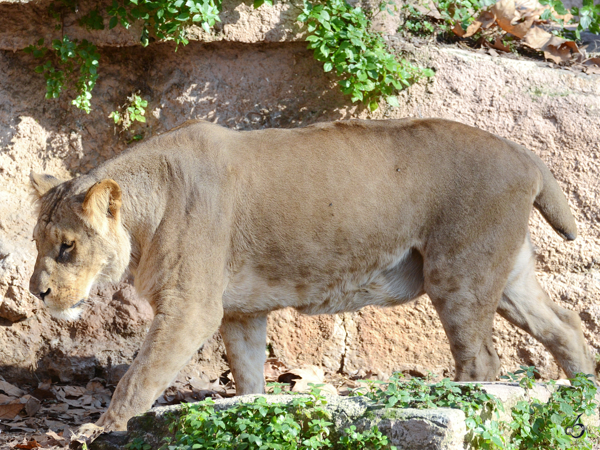 Ein junger Angolalwe, fotografiert im Zoo Barcelona. (Dezember 2011)