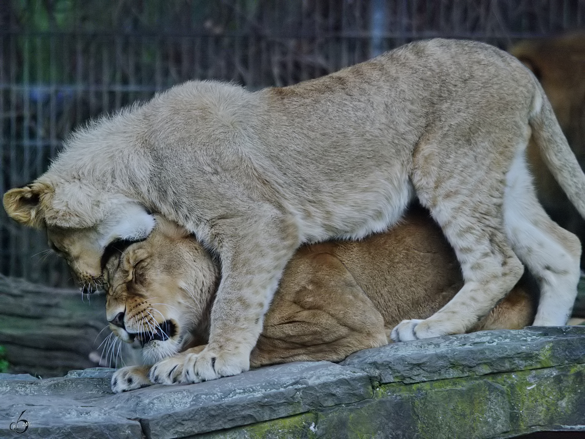 Ein junger Berberlwe nervt seine Mutter. (Zoo Dortmund, November 2009)