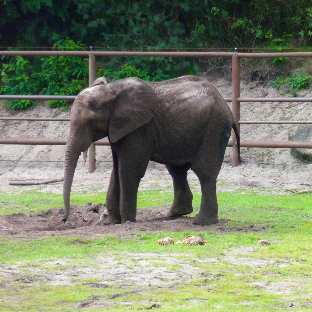 Ein junger Elefant im Serengetipark, 9.9.15