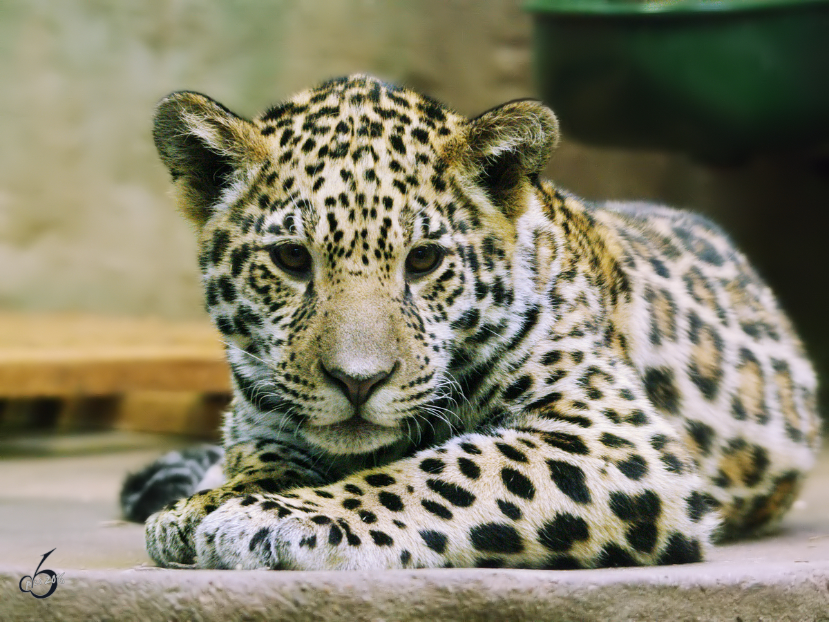 Ein junger Jaguar