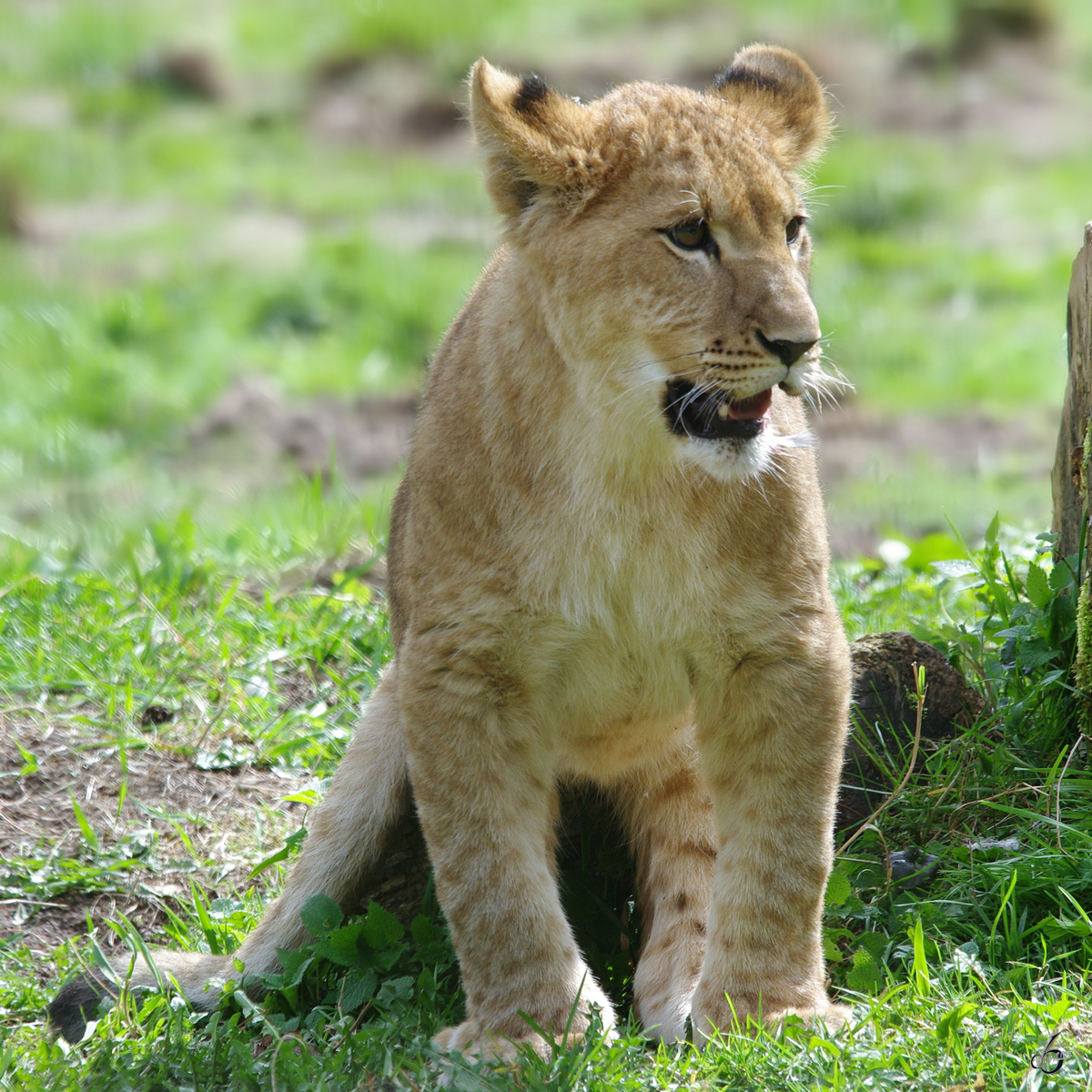 Ein junger Lwe erkundet die Welt. (Zoo Rostock, April 2009)