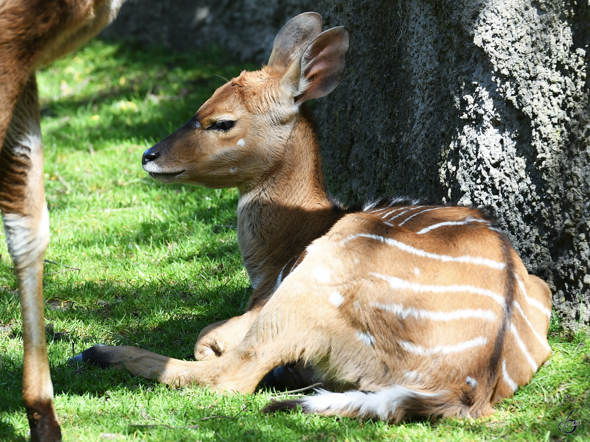 Ein junger Sitatunga Ende April 2018 im Zoo Berlin.