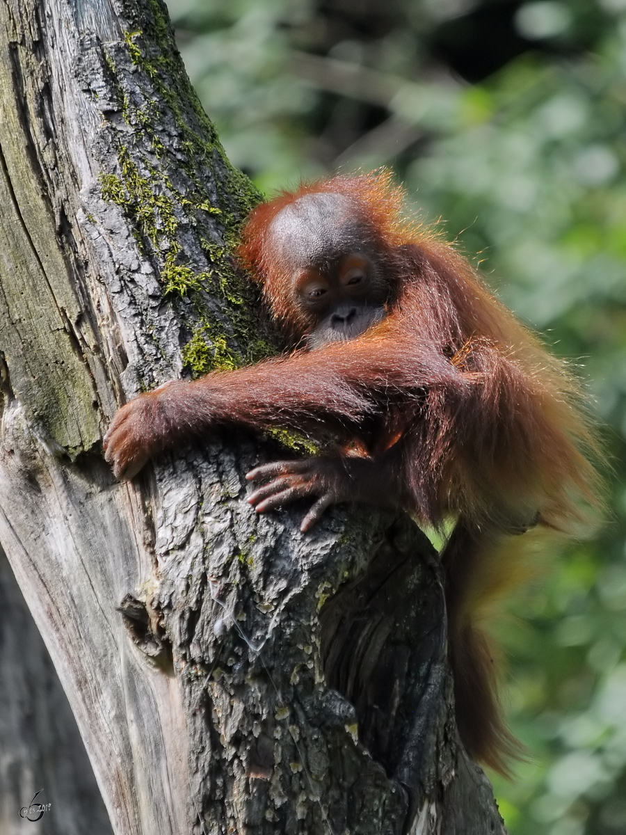 Ein junger Sumatra-Orang-Utan hlt seinen Baum fest. (Zoo Dortmund, September 2010)