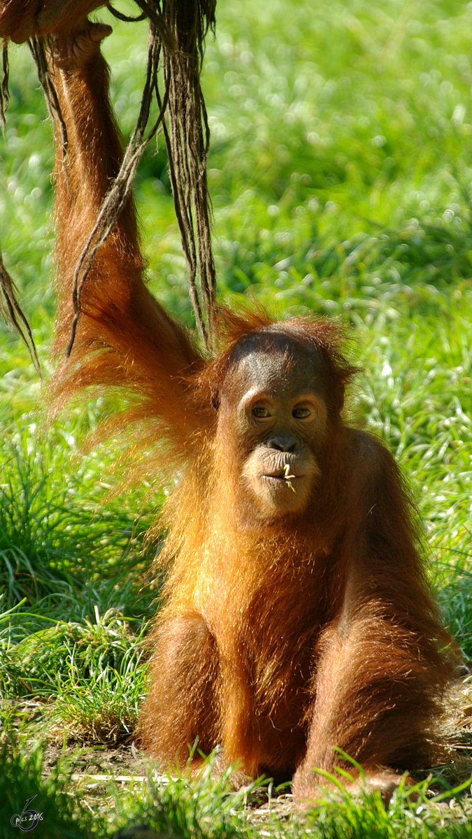 Ein junger Sumatra-Orang-Utan im Zoo Dortmund. (Oktober 2008)