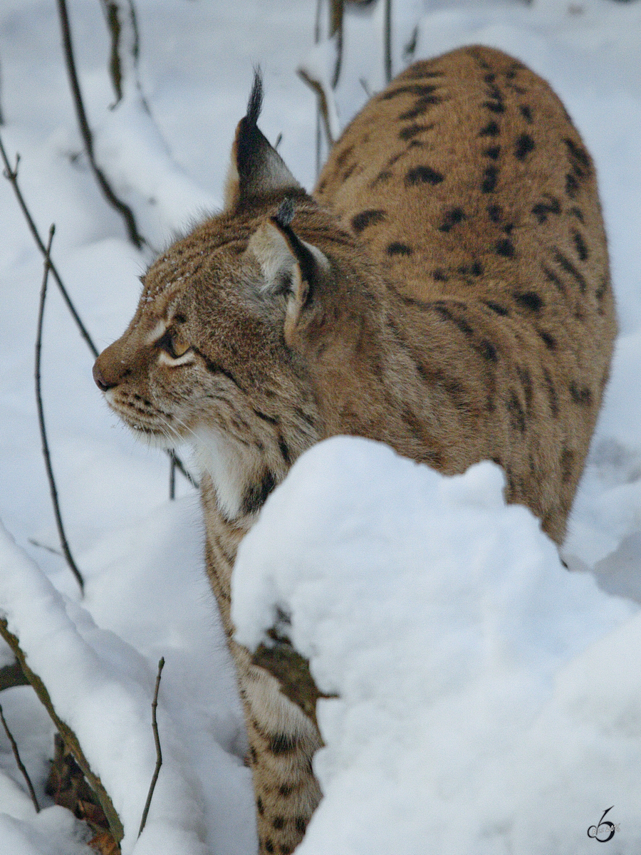 Ein Karpatenluchs im Schnee. (Zoo Dortmund, Januar 2010)