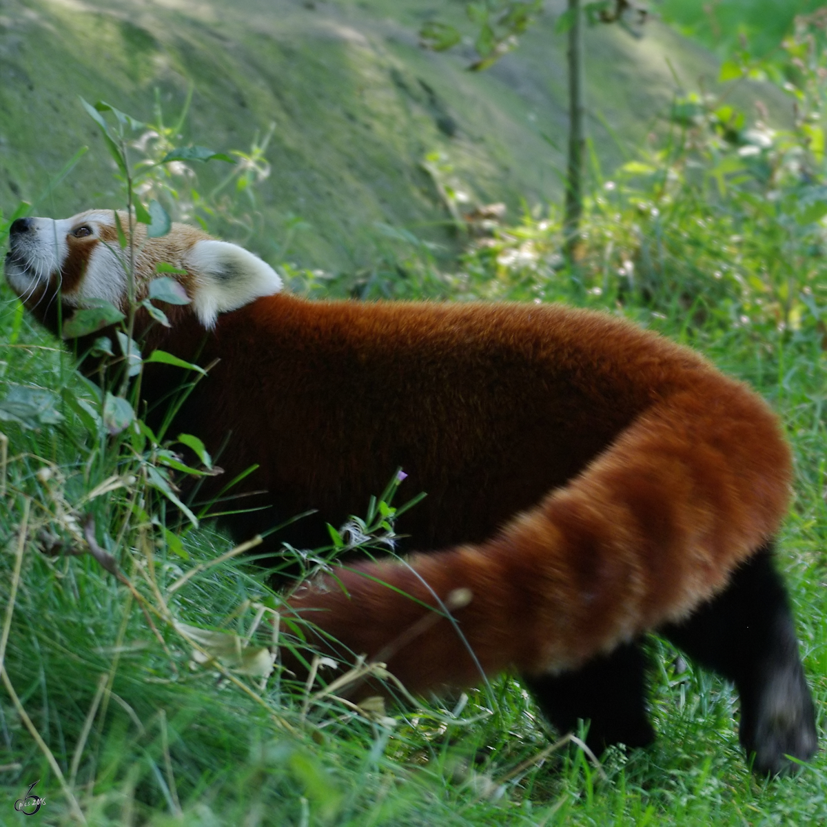 Ein Kleiner Panda im Zoo Dortmund. (September 2008)