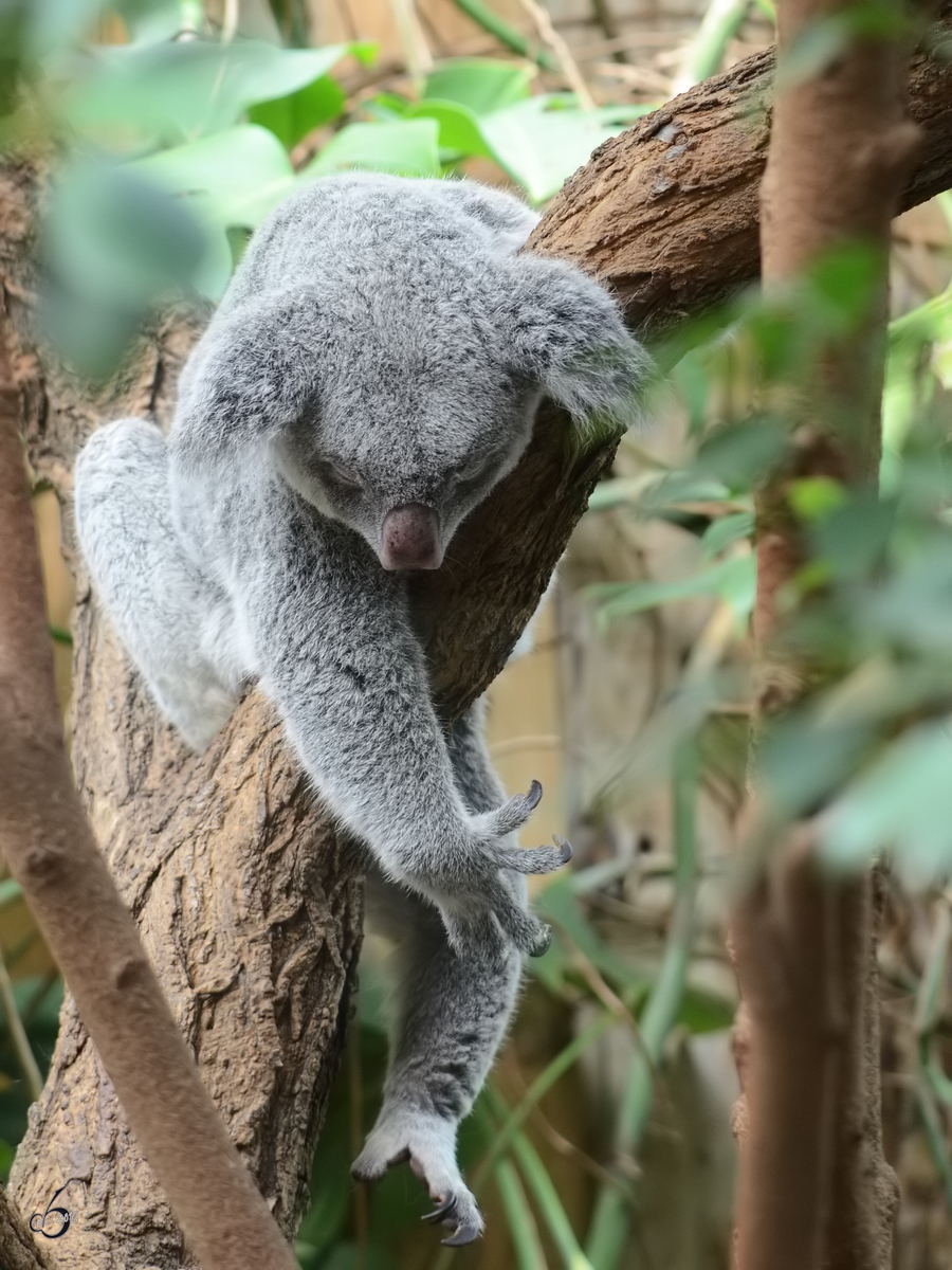 Ein Koala im Zoo Duisburg. (Juli 2013)