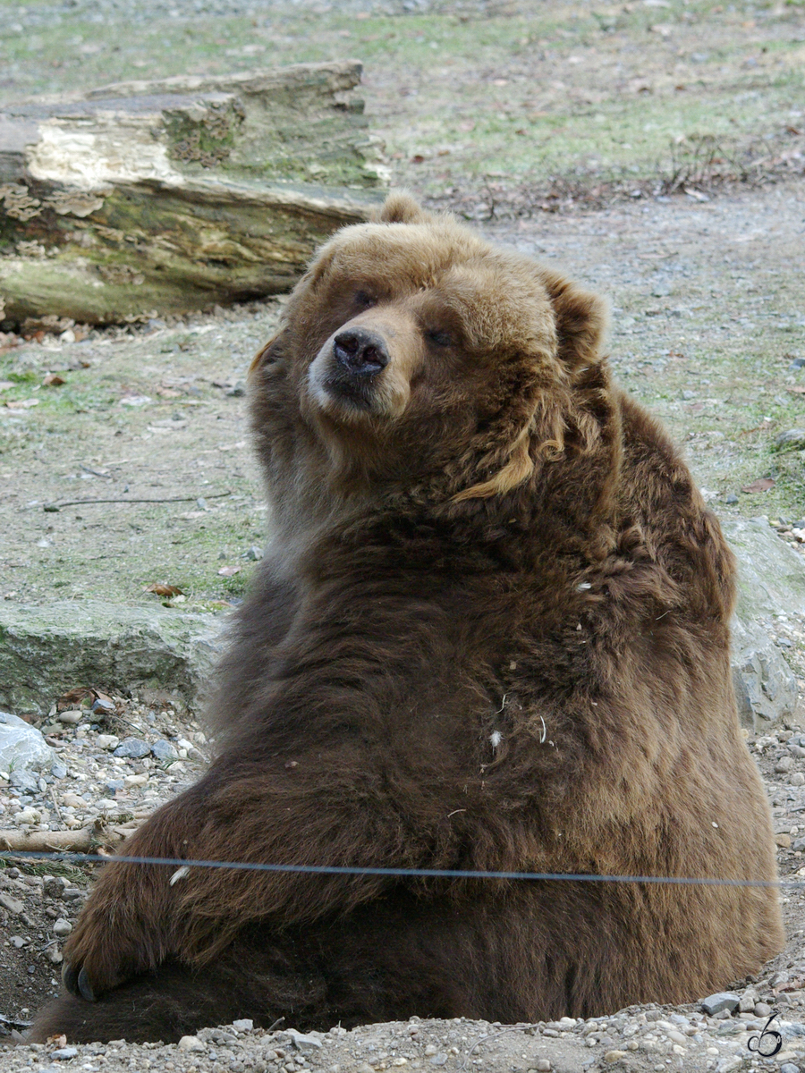 Ein Kodiakbr im Zoo Wuppertal. (Januar 2009)