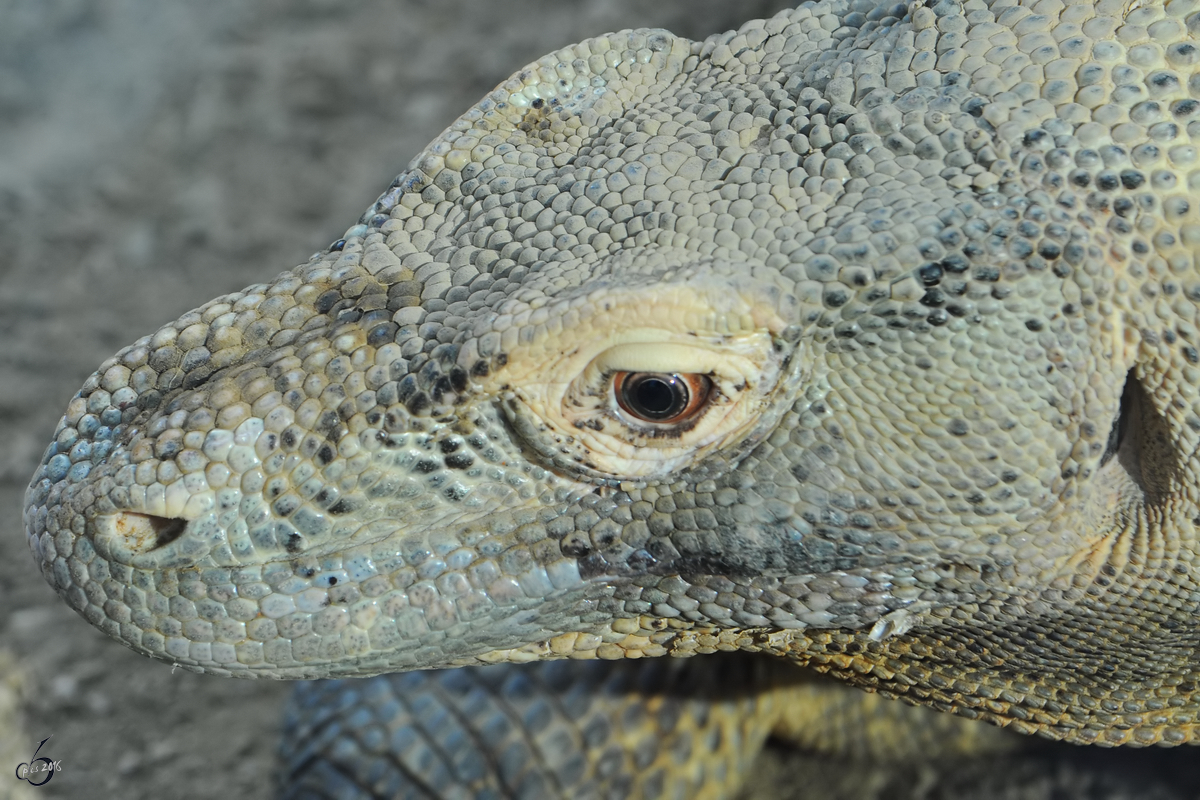 Ein Komodowaran, fotografiert im Zoo Barcelona (Dezember 2011)