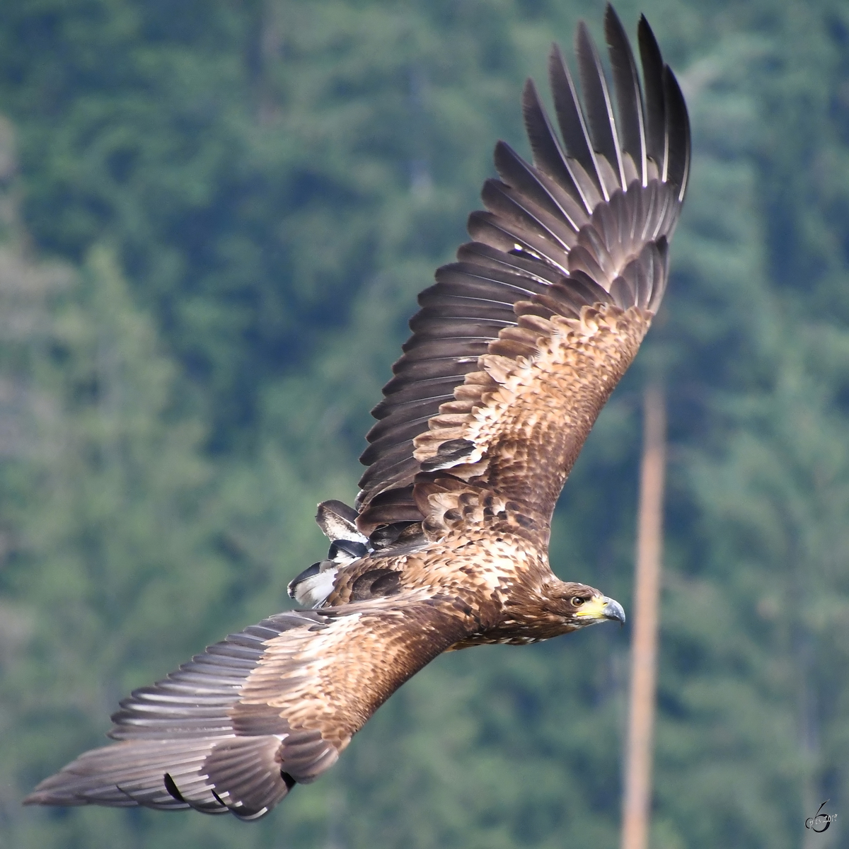 Ein kreisender Adler in der Nhe der Burgruine Landskron. (Villach, August 2019)