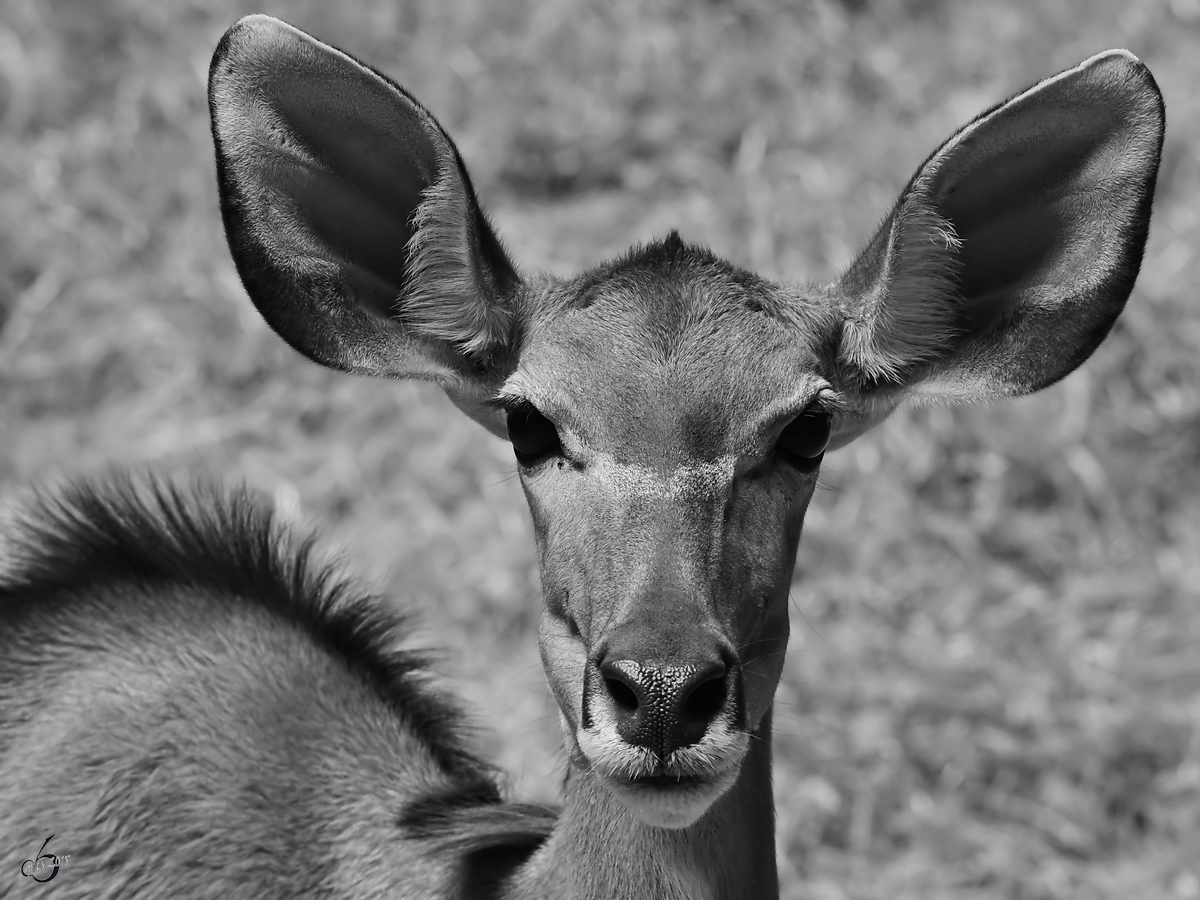 Ein Kudu-Portrait Anfang Juli 2018 im Zoo Aalborg.