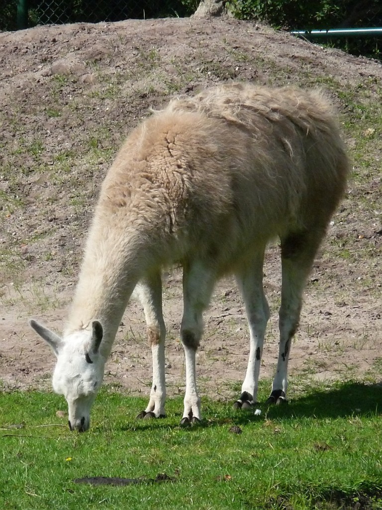 Ein Lama im Serengetipark, 9.9.15 