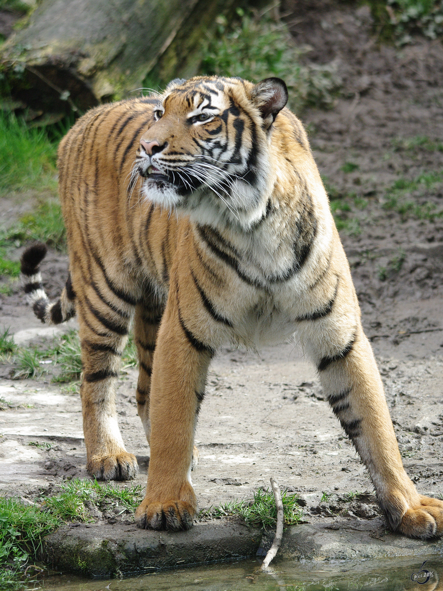 Ein Malaiischer Tiger im Dortmunder Zoo.
