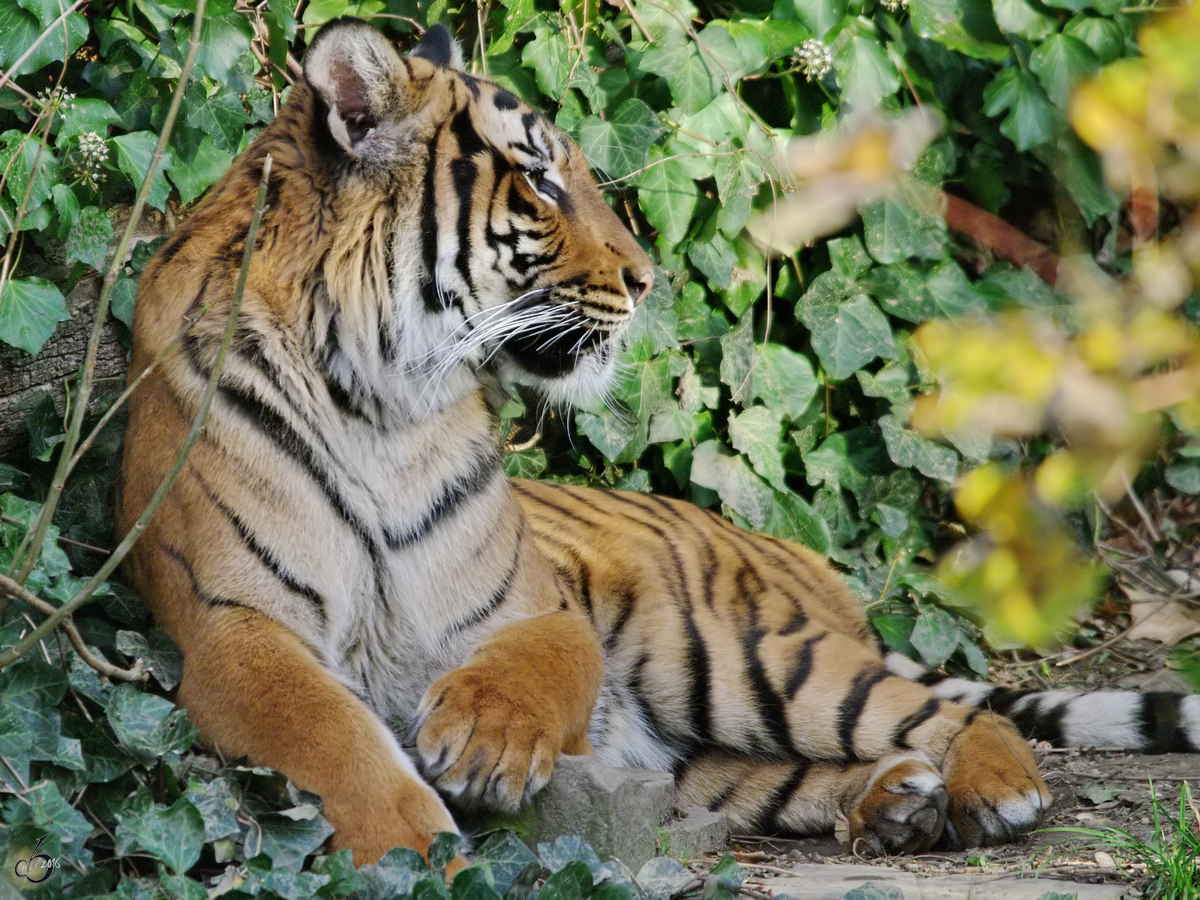 Ein Malaiischer Tiger im Zoo Dortmund. (November 2009)