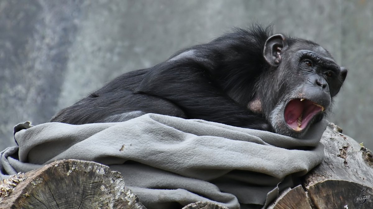 Ein mder Schimpanse Anfang Juni 2018 im Zoo Aalborg.