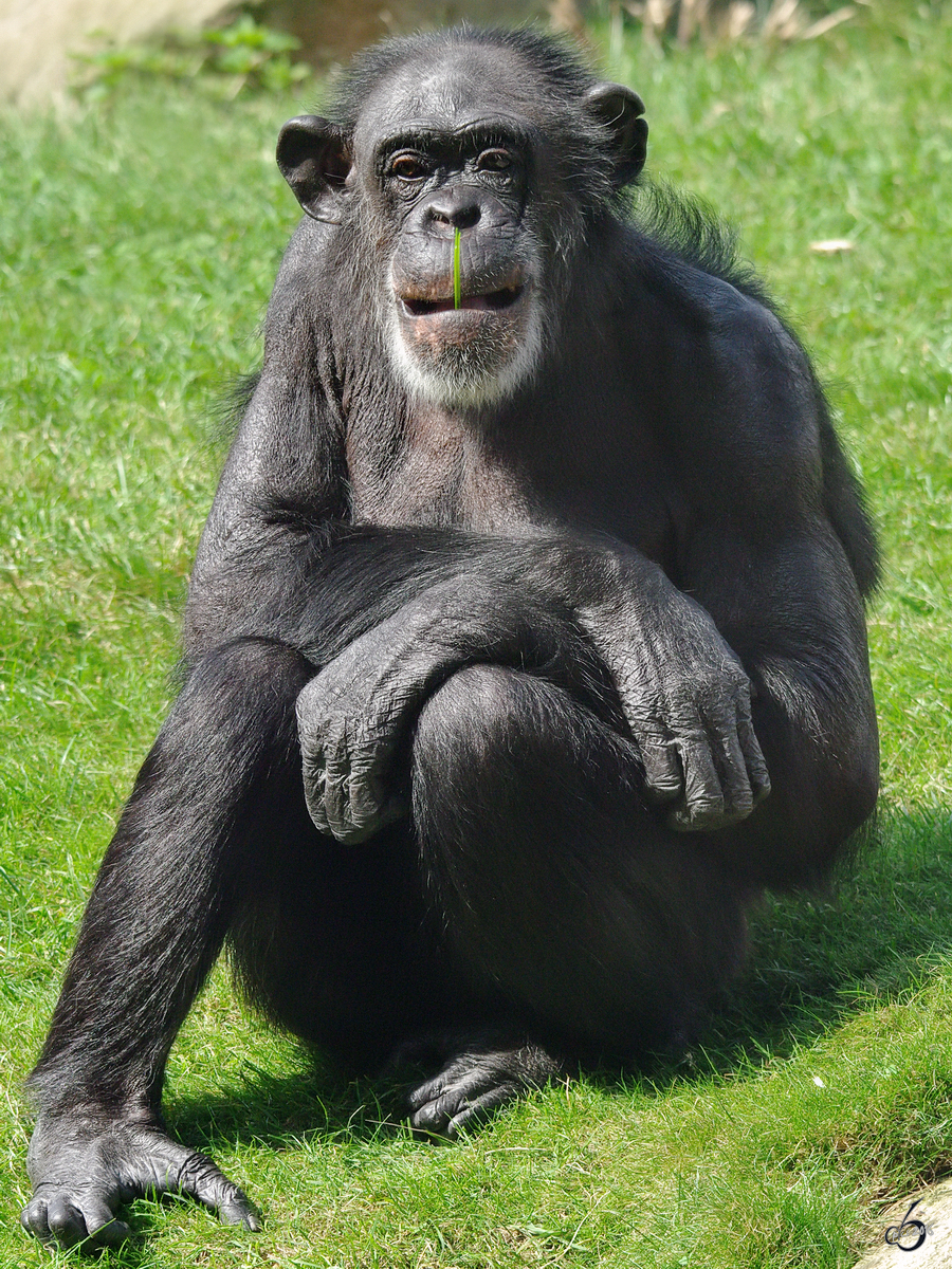Ein nachdenklicher Schimpanse im Zoom Gelsenkirchen.