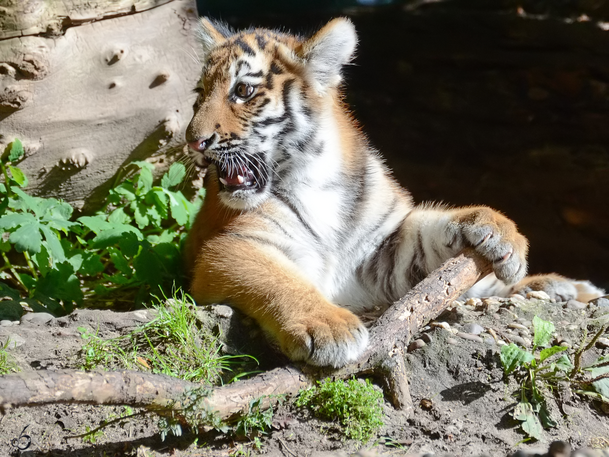 Ein neues Spielzeug fr den jungen Tiger. (Zoo Duisburg, September 2011)