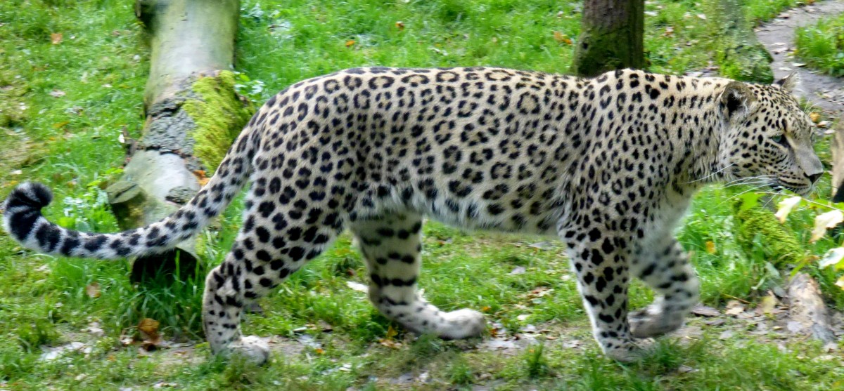 Ein Nordpersischer Leopard (Panthera pardus saxicolor). Gesehen im Tierpark Nordhorn
im November 2012.