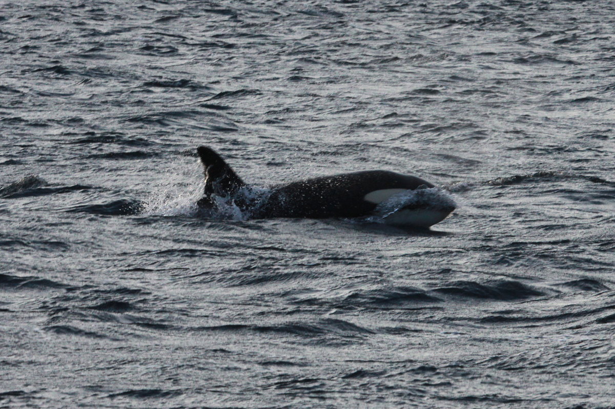 Ein Orca im Kaldfjorden, 07.11.2015