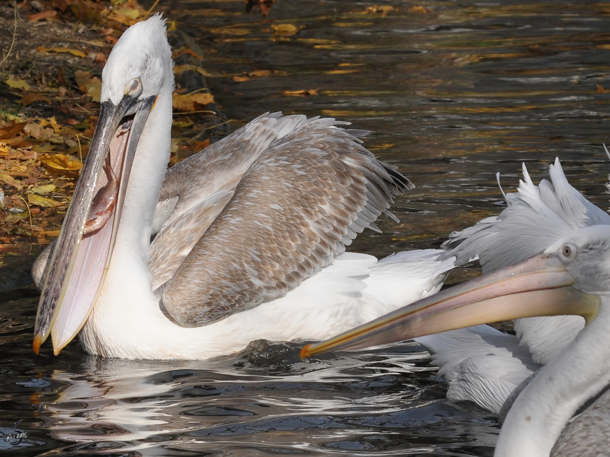 Ein Pelikan hat einen  fliegenden Fisch  erhascht. (Tiergarten Schnbrunn Wien, November 2010)