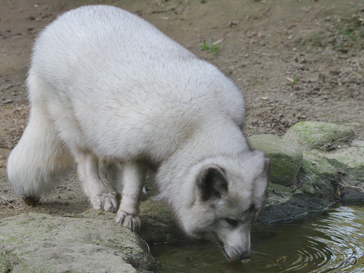 Ein Polarfuchs trinkt etwas Wasser. (Zoo Rostock, Januar 2010)