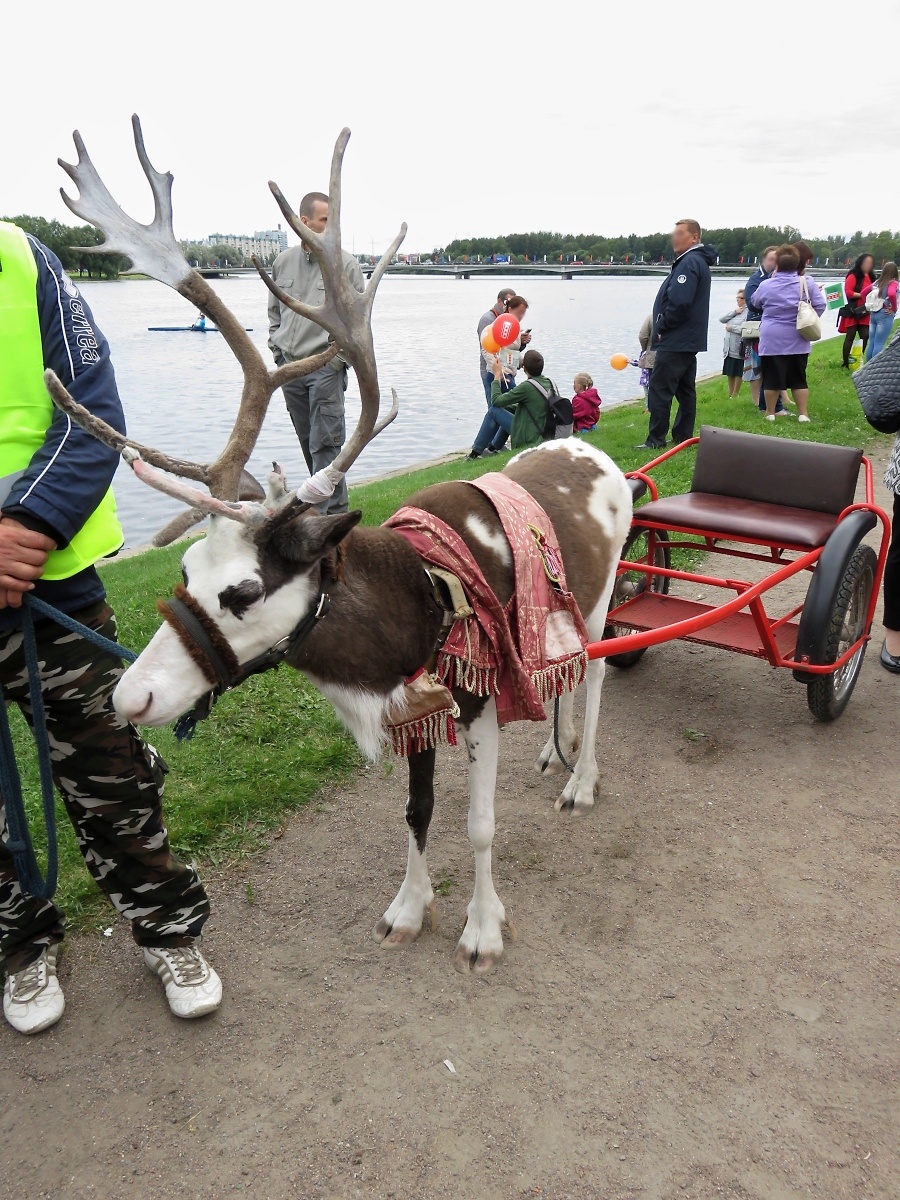 Ein Rentier wartet mit seiner Kutsche auf Mitfahrer auf dem Stadtfest in Kolpino, St. Petersburg, am 15.9.17