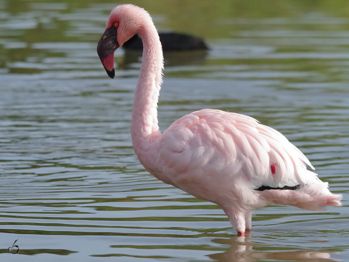 Ein Rosa-Flamingo im Zoom Gelsenkirchen. (September 2009)