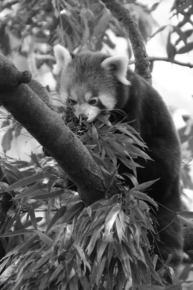 Ein Roter Panda beim Naschen erwischt. (Zoo Dortmund, Oktober 2008)