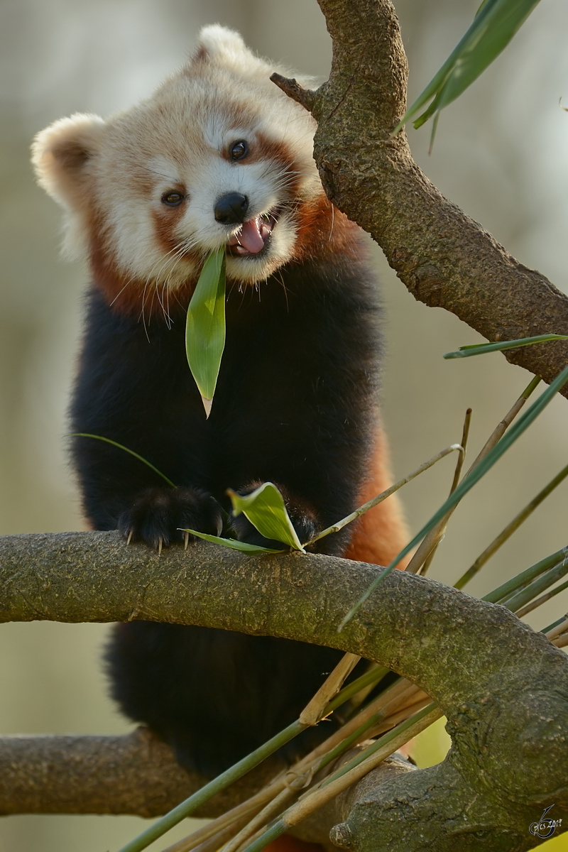Ein Roter Panda macht sich ber den leckeren Bambus her. (Zoo Dortmund, Februar 2015)