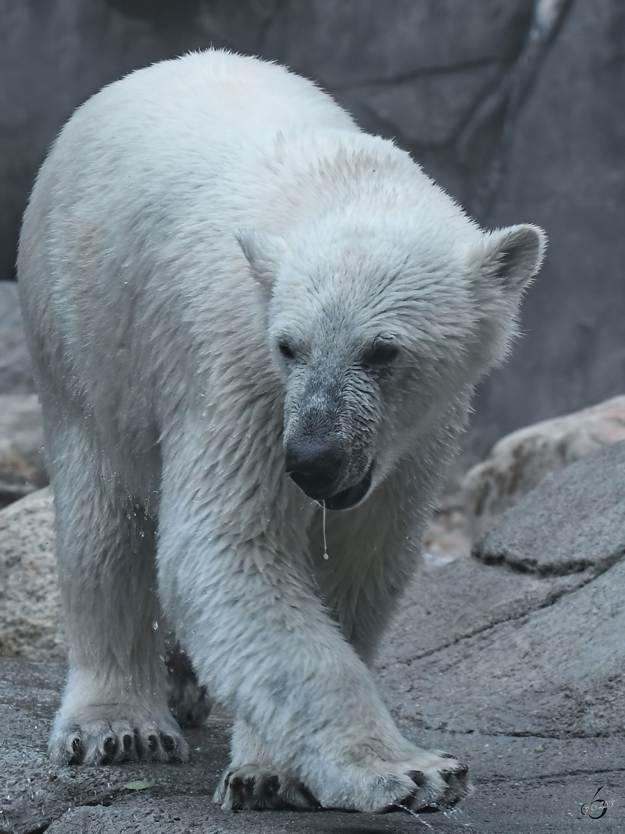 Ein sabbernder Eisbr im Zoo Aalborg. (Juni 2018)