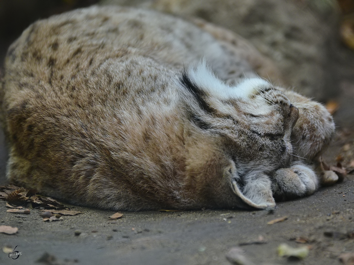Ein schlafender Europischer Luchs im Zoo Duisburg. (Oktober 2011)