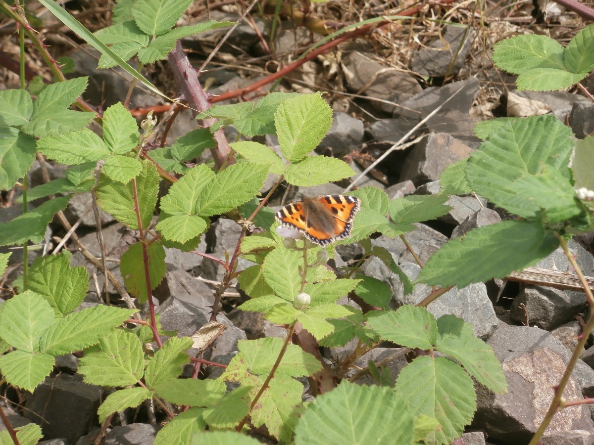 Ein Schmetterling macht es sich auf einem Brombeerstrauch in Paffendorf gemtlich um Sonne zu tanken.

Paffendorf 30.05.2014