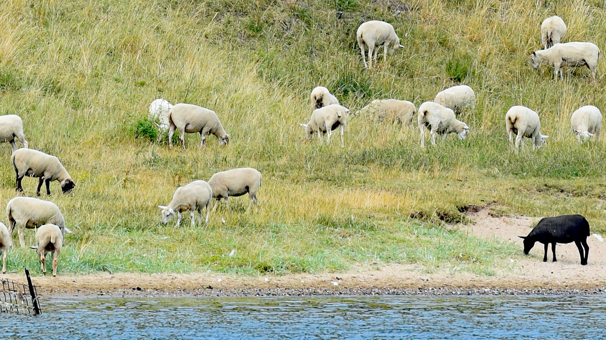 Ein schwarzes Schaf (Fotoaufnahme aus dem Herbst 2019, Raum Lbeck-Travemnde) ist in der Natur  nur  eines von vielen anderen Schafen/Tieren. Nur der Mensch wei gelegentlich  Anderes  darunter zu verstehen.