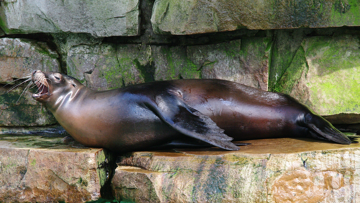 Ein Seelwe im Zoo Dortmund. (Mrz 2009)