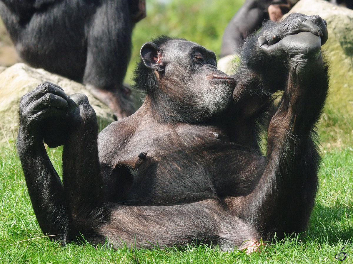 Ein selbstverliebter Schimpanse im Zoom Gelsenkirchen.