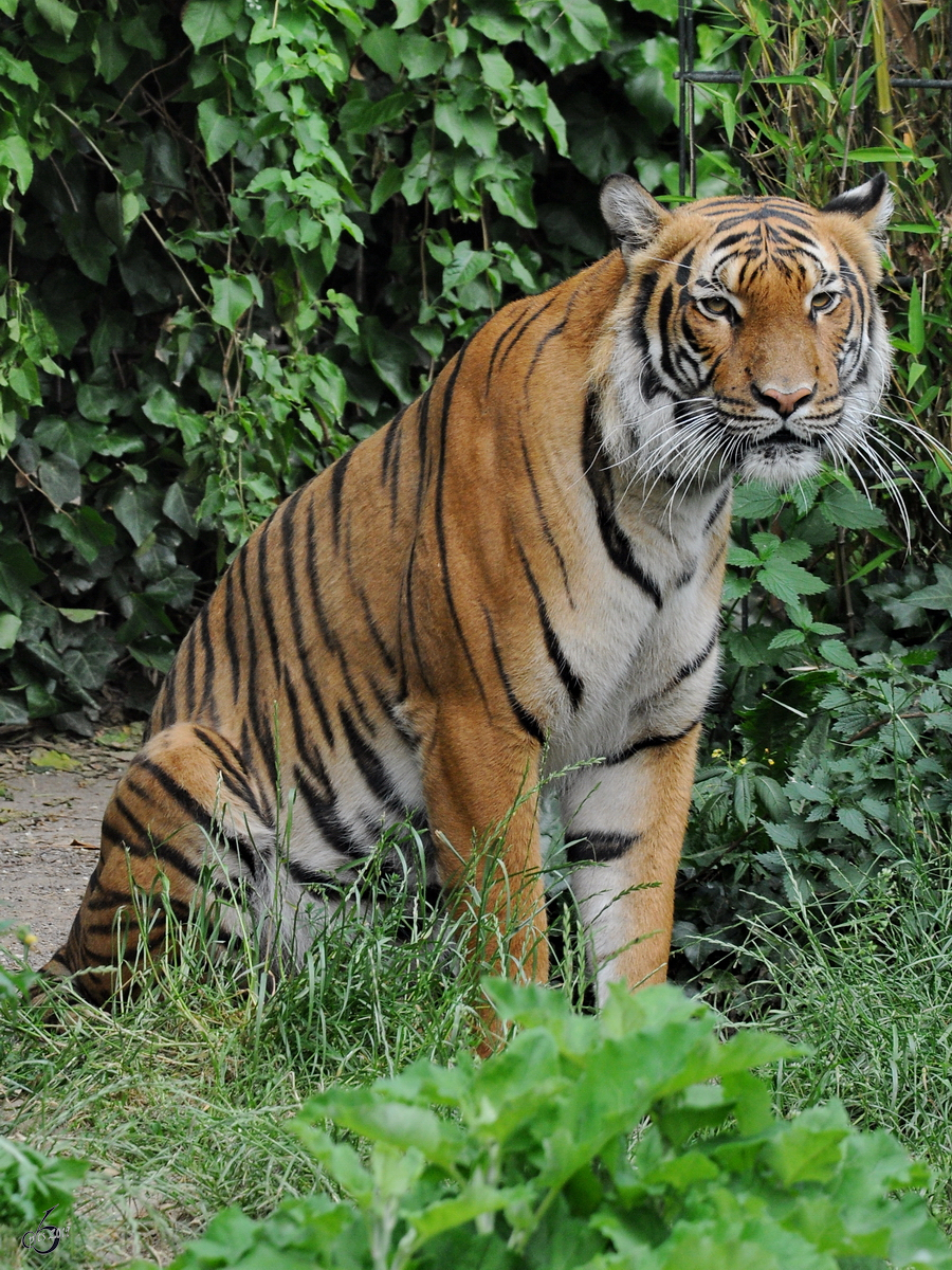 Ein Sibirischer Tiger im Zoo Dortmund. (Juni 2010)