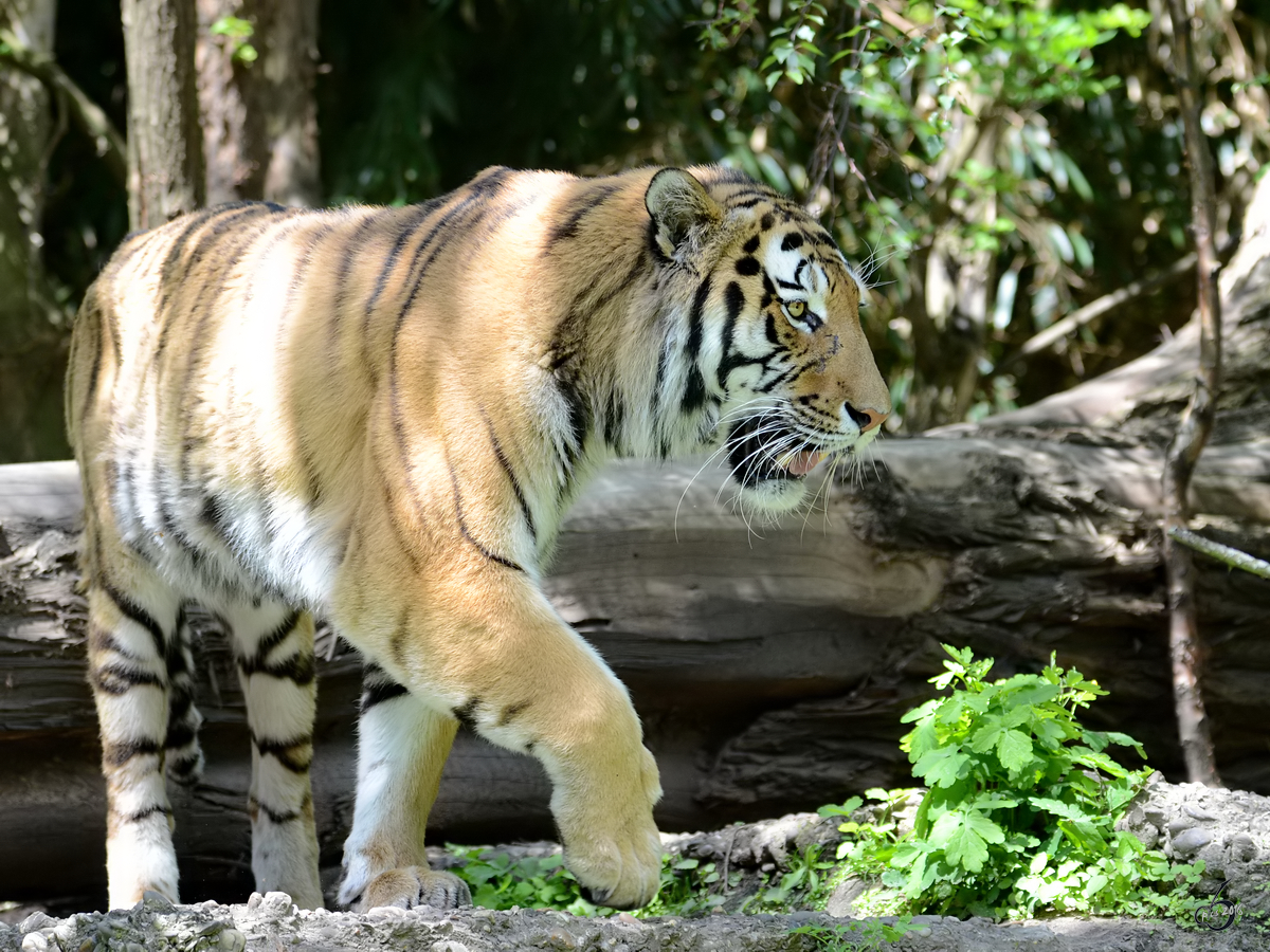 Ein Sibirischer Tiger im Zoo Duisburg. (Juni 2013)