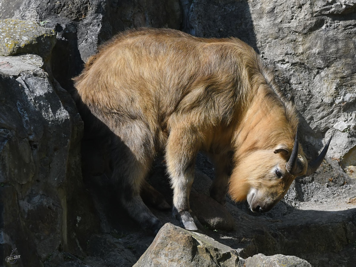 Ein Sichuan-Takin Ende April 2018 im Zoo Berlin.