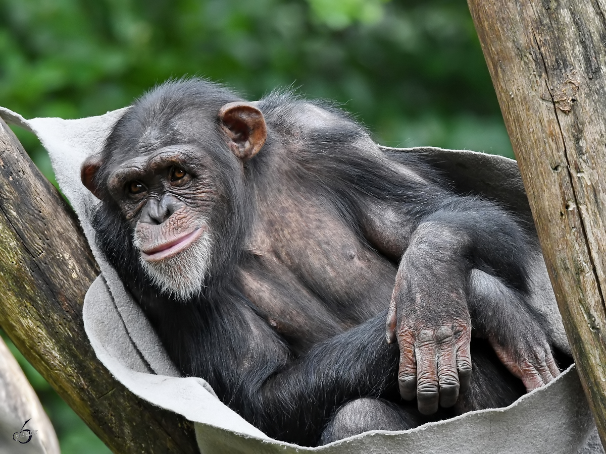 Ein skeptischer Gesichtsausdruck bei diesem Schimpansen. (Zoo Aalborg, Juni 2018)