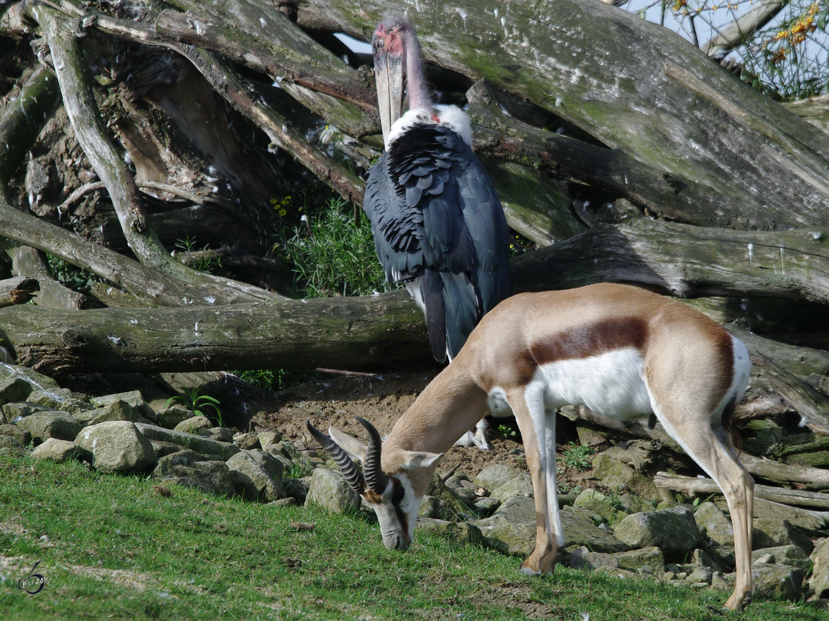 Ein Springbock und ein Marabu im Zoom Gelsenkirchen. (April 2010)