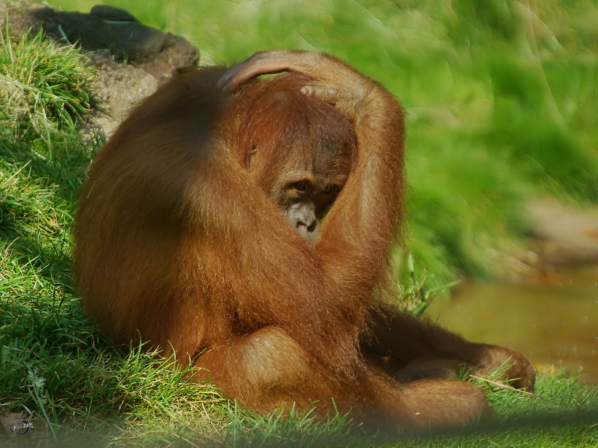 Ein Sumatra-Orang-Utan im Zoo Dortmund. (September 2008) 