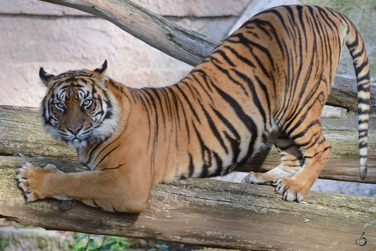 Ein Sumatra-Tiger bearbeitet ein Baumstamm im Zoo Barcelona. (Dezember 2011)
