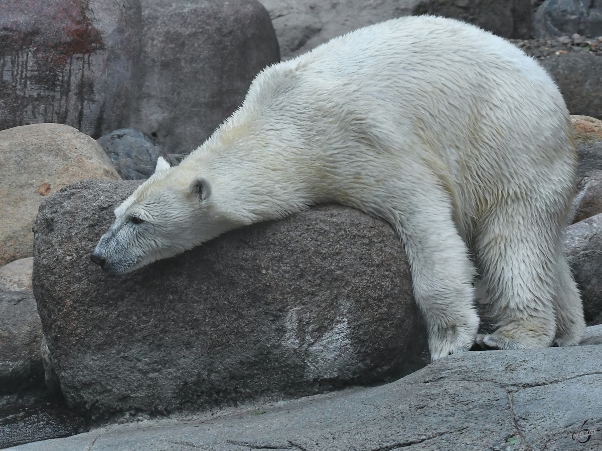 Ein total relaxter Eisbr im Zoo Aalborg. (Juni 2018)