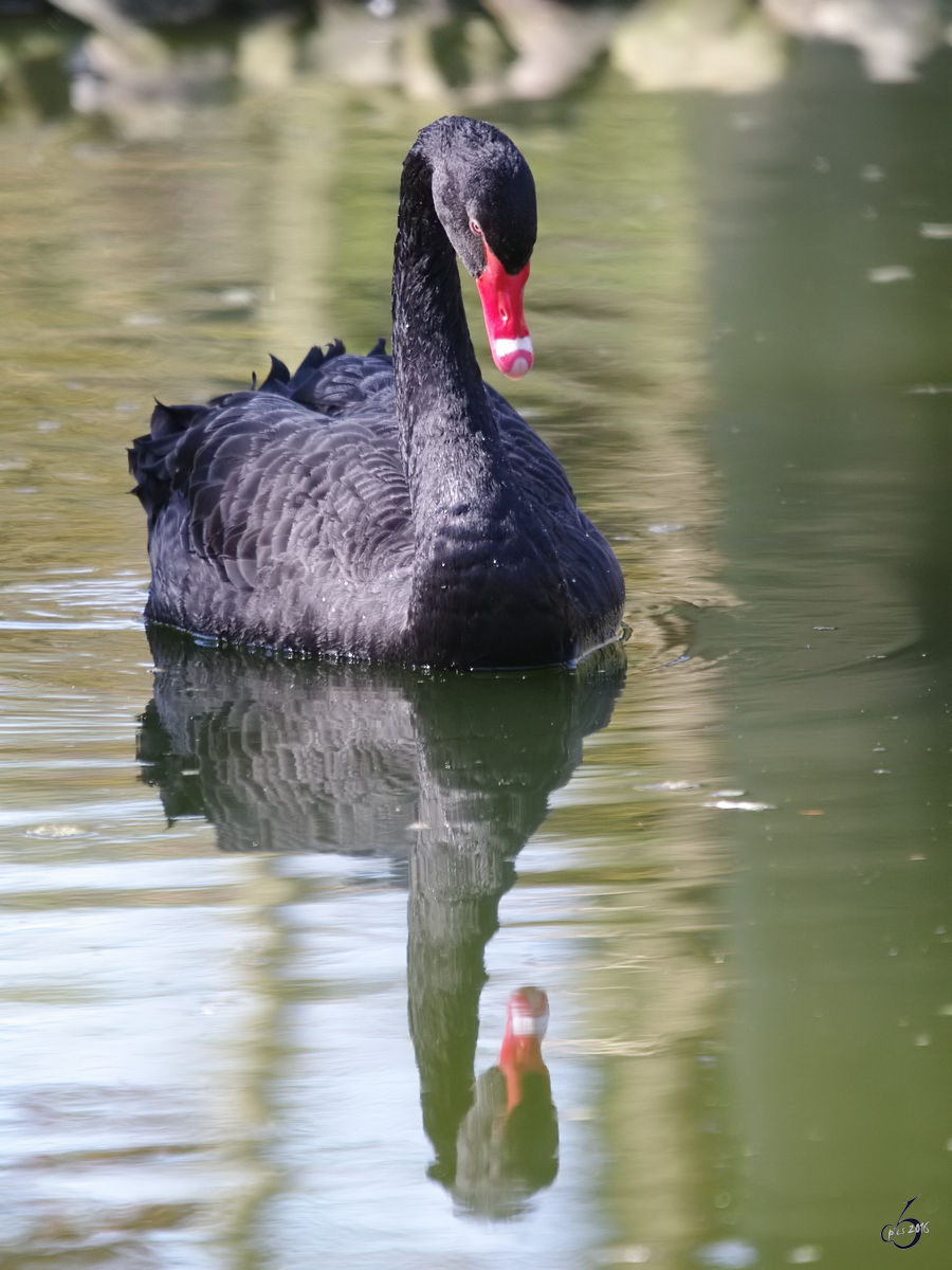 Ein Trauerschwan und sein Spiegelbild im Wasser. (April 2009)