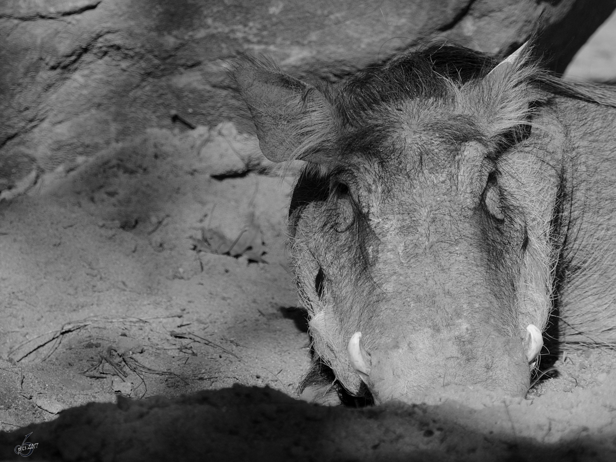 Ein Warzenschwein dst vor sich hin. (Zoo Barcelona, Dezember 2011)
