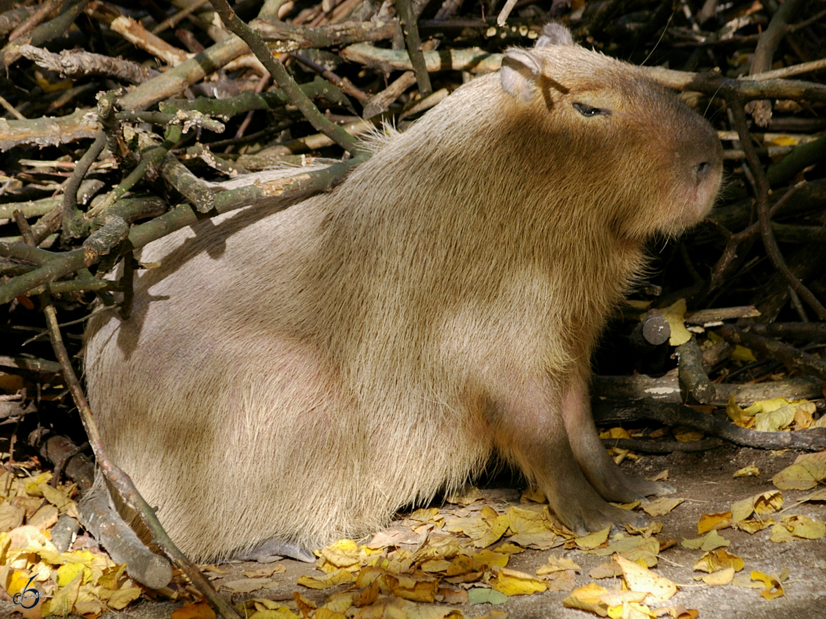 Ein Wasserschwein im Zoo Wuppertal. (Oktober 2005)