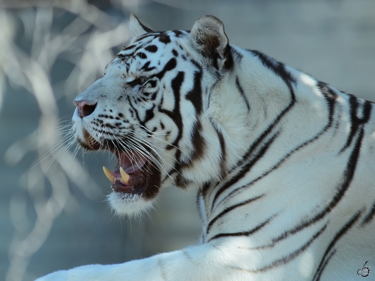 Ein weier Tiger im Portrait. (Zoo Madrid, Dezember 2010)