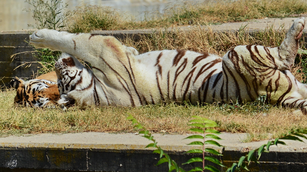Ein Weier Tiger im Zoo Madrid. (Dezember 2010)